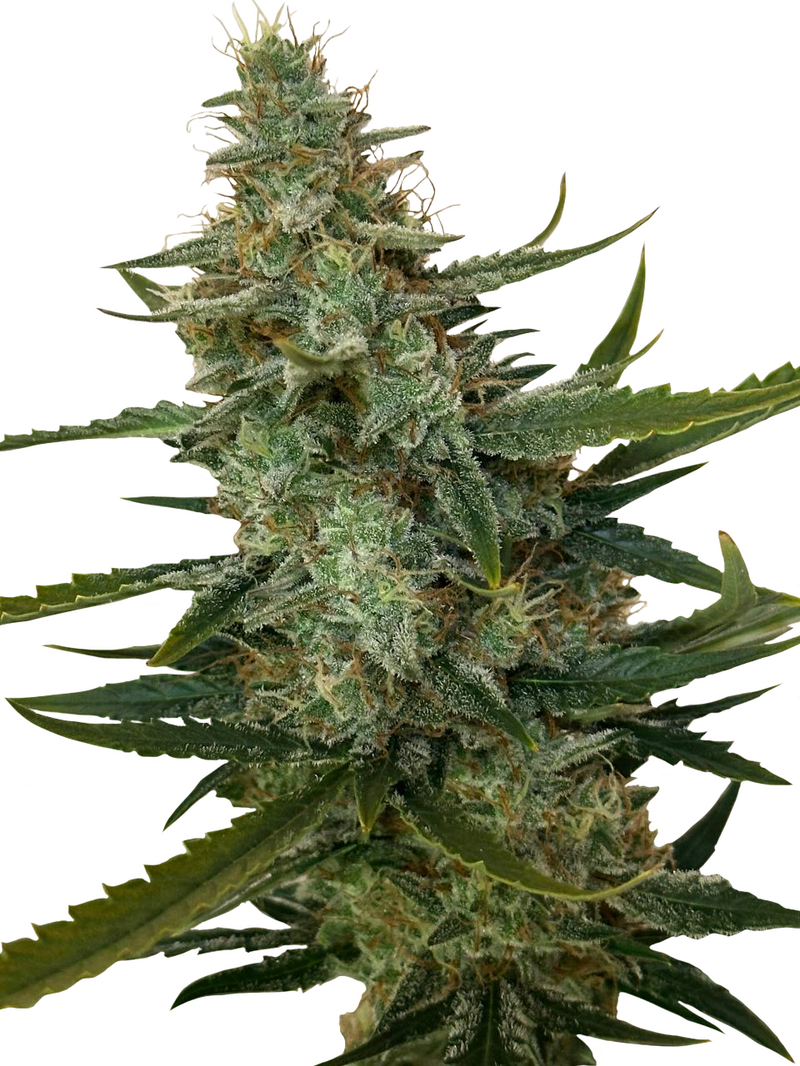 Flat White Auto, Фасовка: 3